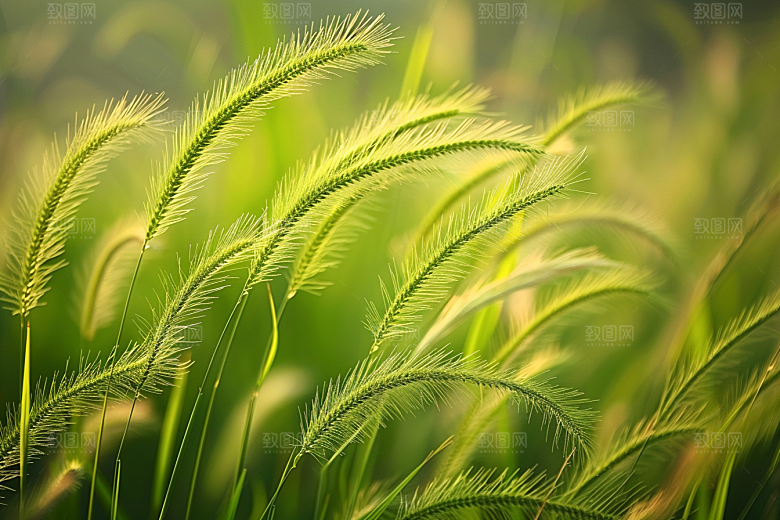 狗尾巴草广阔夏季摄影图