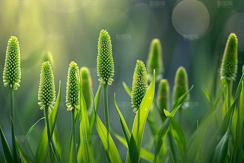 狗尾巴草高清草原摄影图