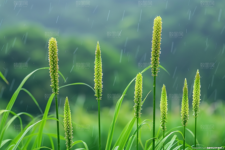 狗尾巴草田野绿色摄影图
