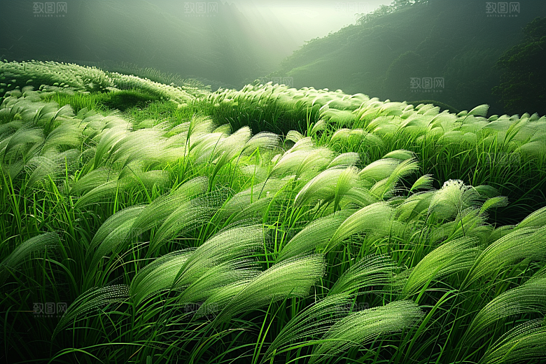 狗尾巴草夏天广阔摄影图