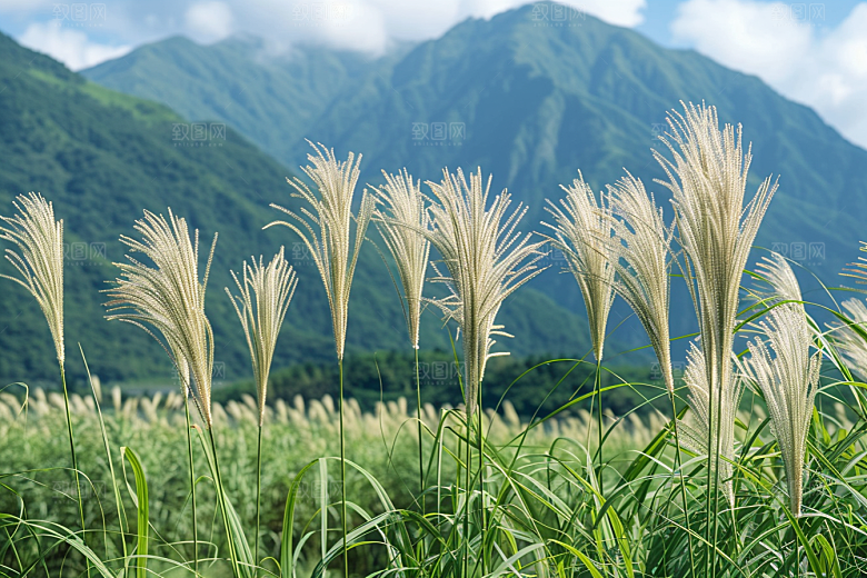 狗尾巴草草原夏天摄影图