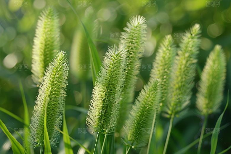 狗尾巴草草场田野摄影图