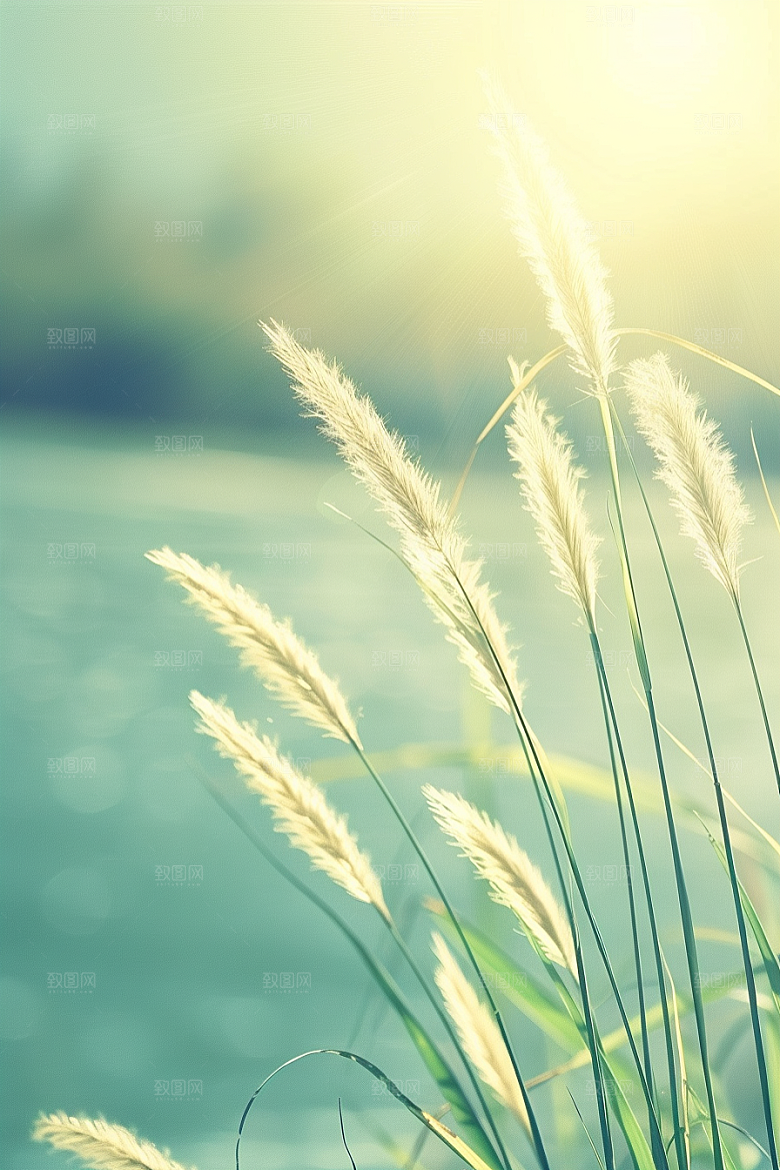 狗尾巴草绿色夏天摄影图