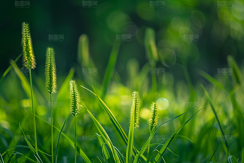 狗尾巴草绿草草场摄影图
