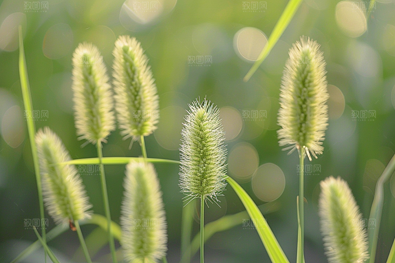 狗尾巴草青草自然摄影图