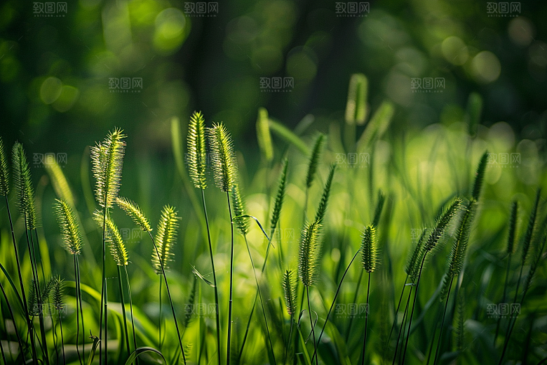 狗尾巴草自然高清摄影图