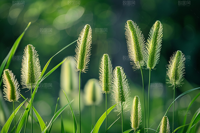 狗尾巴草田野自然摄影图