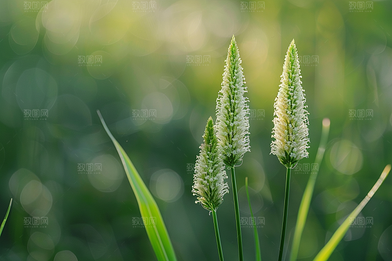 狗尾巴草青草绿草摄影图