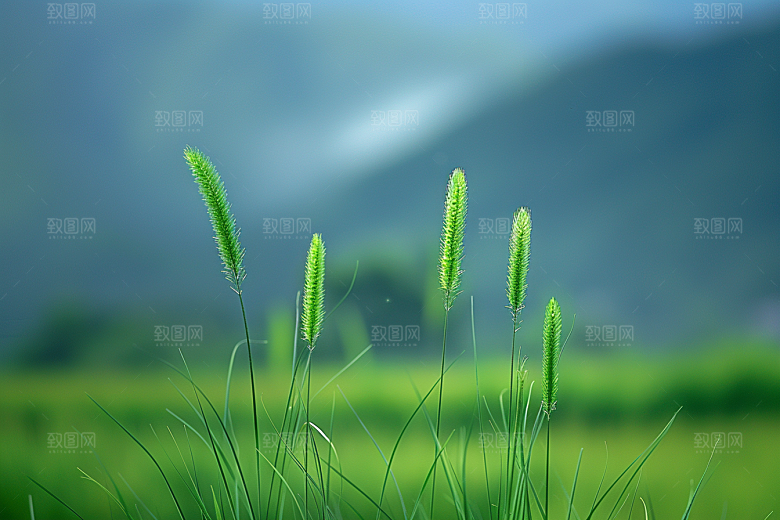 狗尾巴草夏天蓝天白玉摄影图