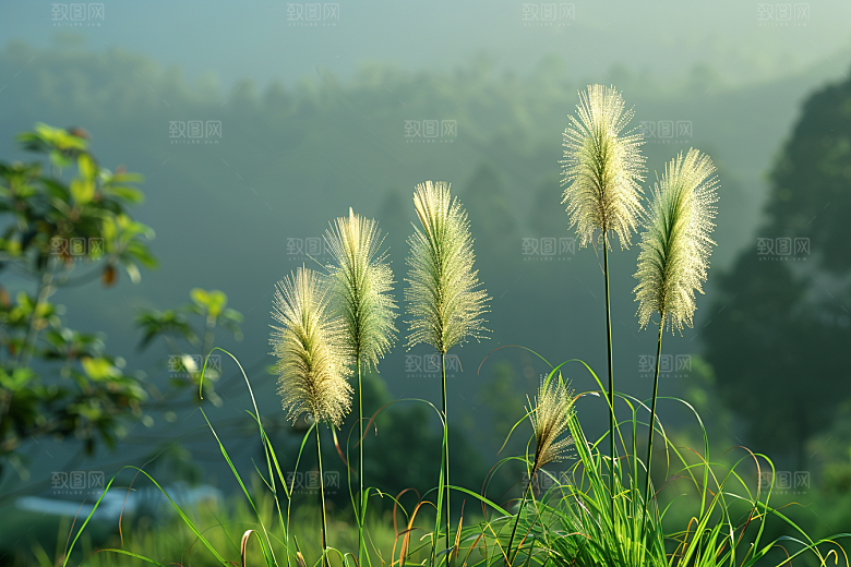 狗尾巴草草场草地摄影图