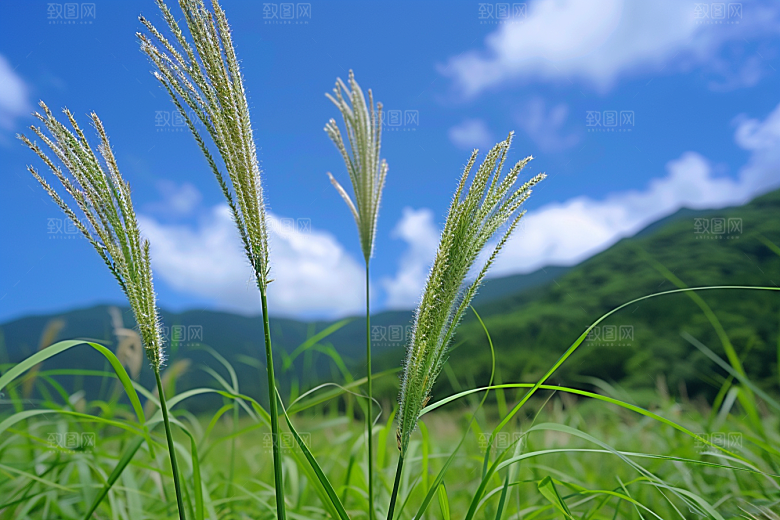 狗尾巴草清新绿草摄影图