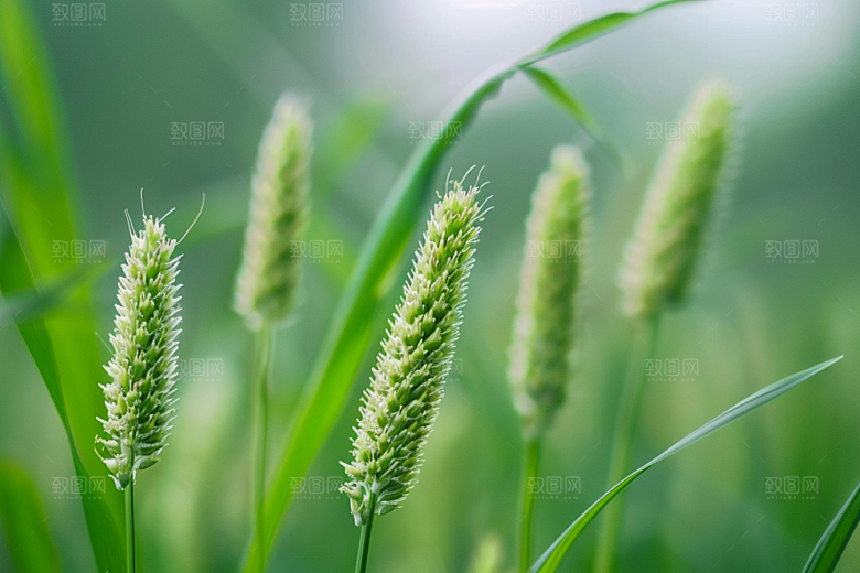 狗尾巴草草场青草摄影图