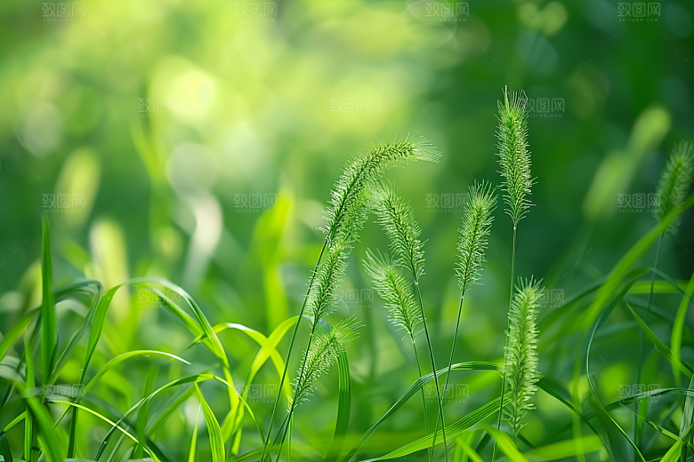 狗尾巴草夏季高清摄影图