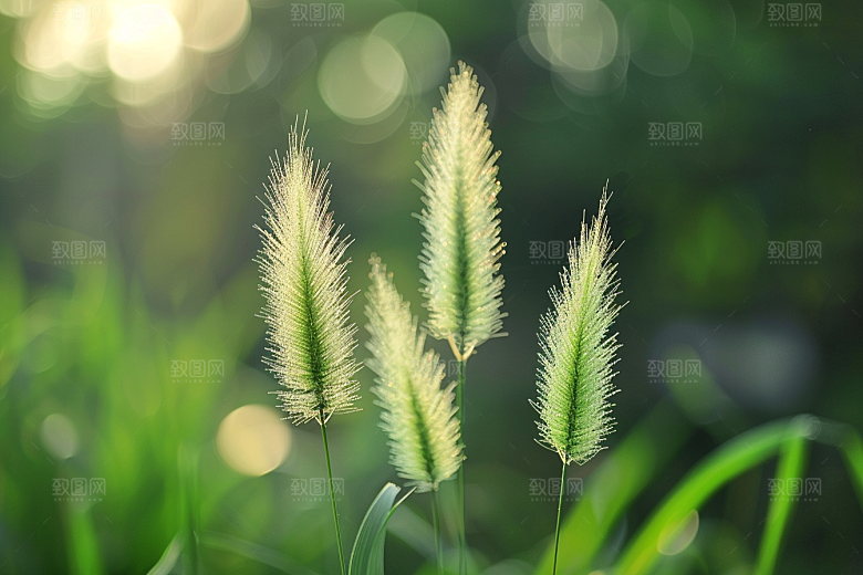 狗尾巴草清新夏季摄影图