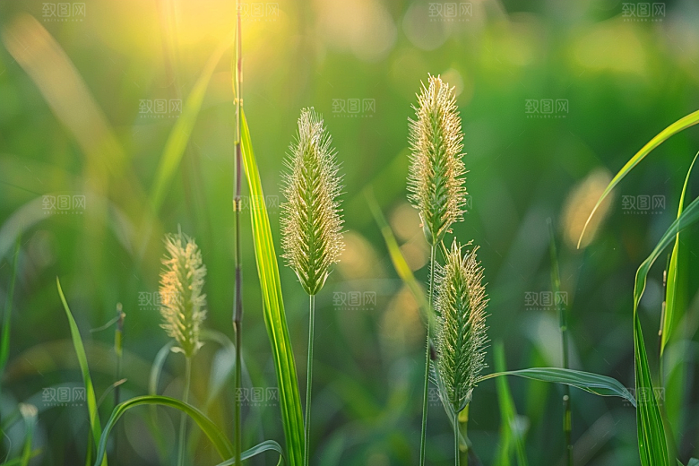 狗尾巴草草地绿草摄影图