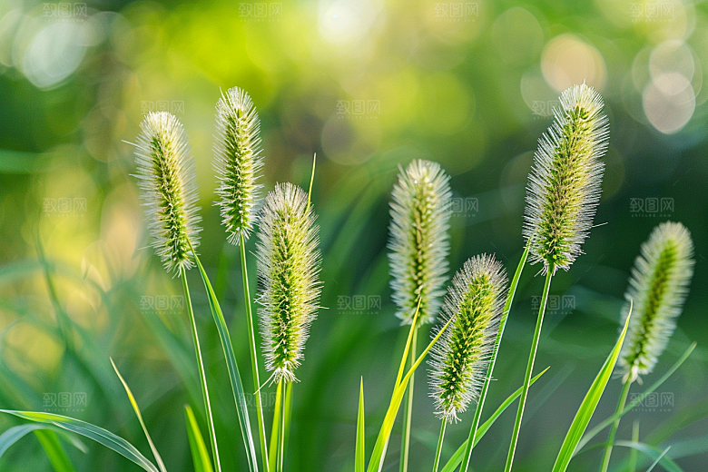 狗尾巴草清新夏季摄影图