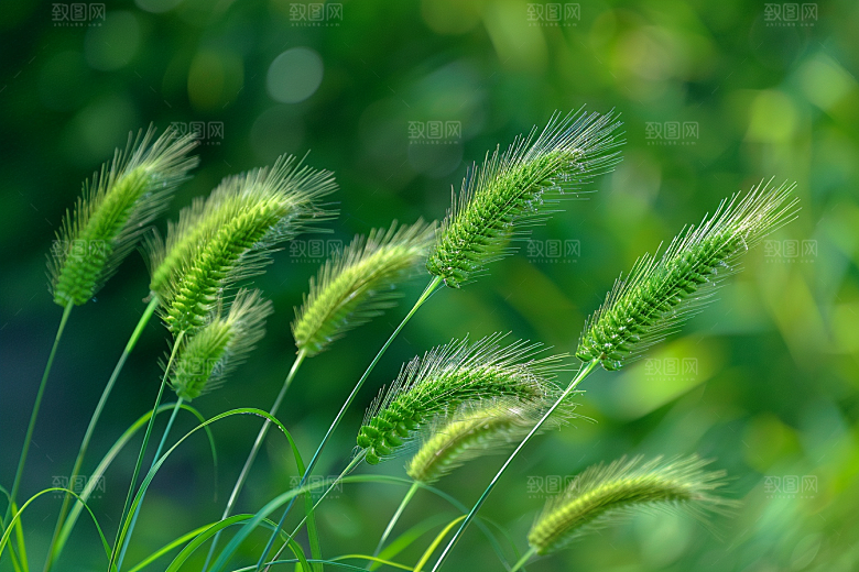 狗尾巴草青草绿色摄影图