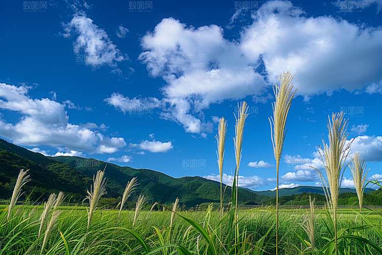 狗尾巴草草场夏季摄影图