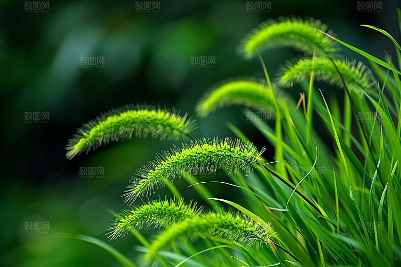 狗尾巴草高清草场摄影图