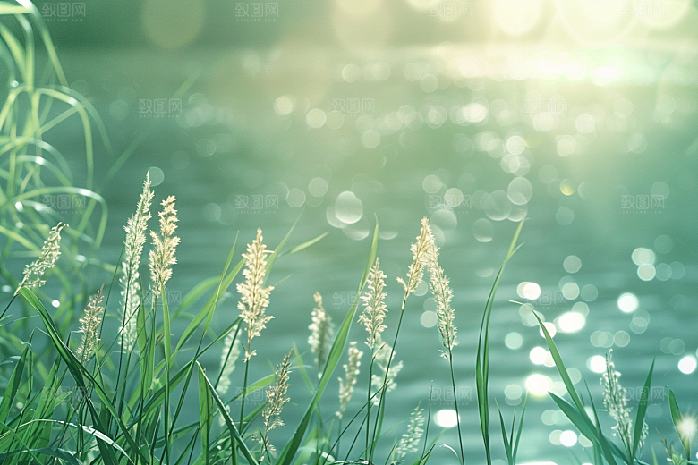 狗尾巴草清新夏天摄影图