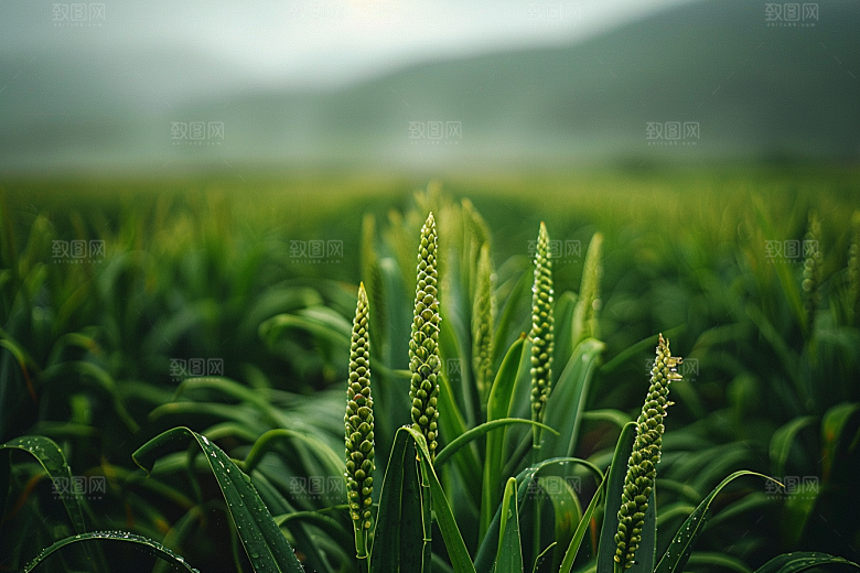 狗尾巴草夏天青草摄影图