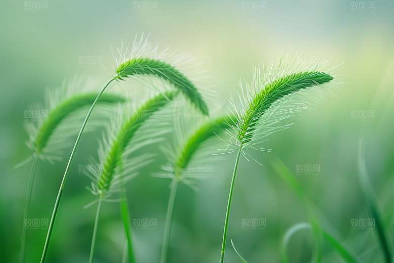 狗尾巴草夏季绿色摄影图