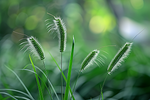 狗尾巴草绿草青草摄影图