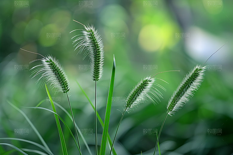 狗尾巴草绿草青草摄影图