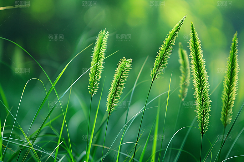 狗尾巴草广阔草地摄影图