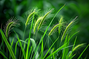 狗尾巴草自然夏季摄影图