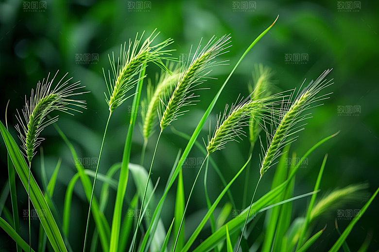 狗尾巴草自然夏季摄影图