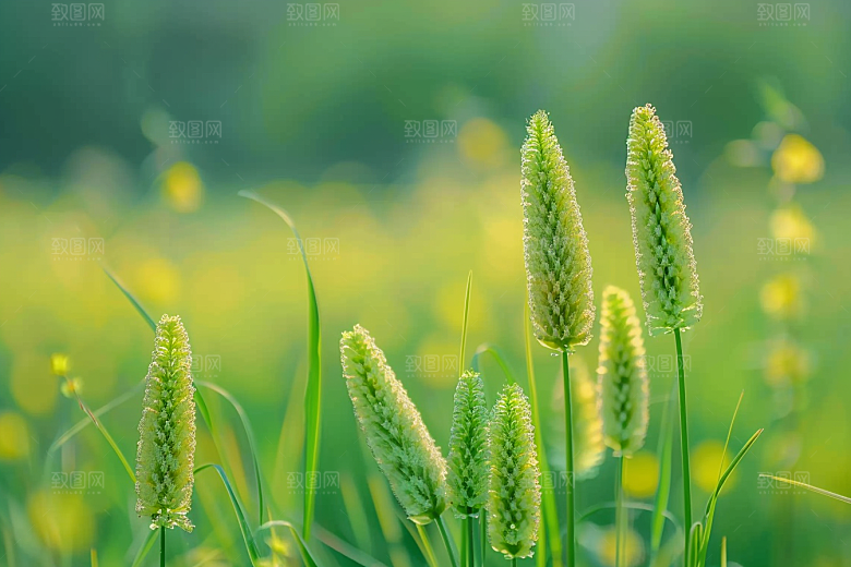 狗尾巴草草地高清摄影图