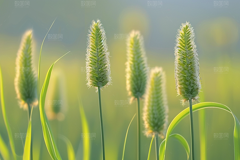 狗尾巴草草原清新摄影图