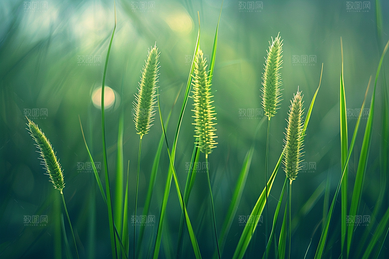 狗尾巴草夏季草场摄影图