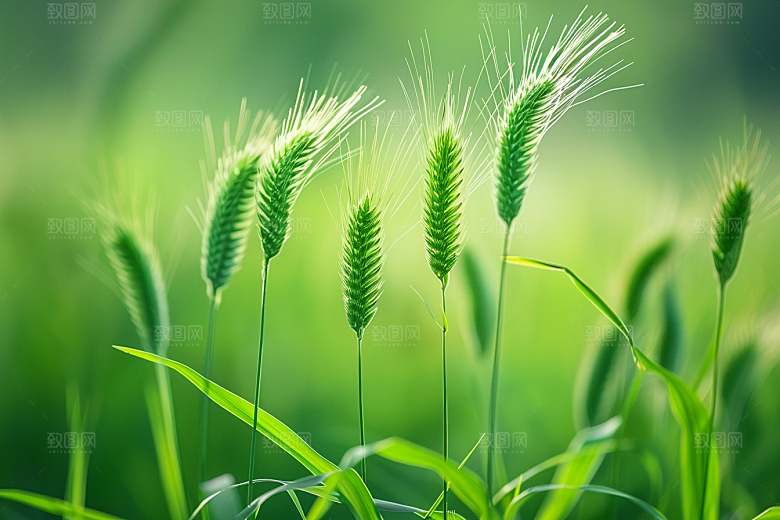 狗尾巴草草场清新摄影图