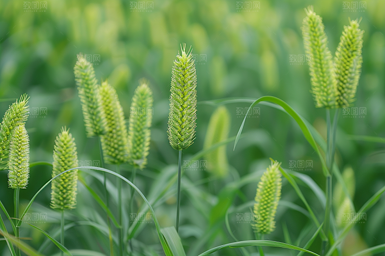 狗尾巴草夏季蓝天白玉摄影图