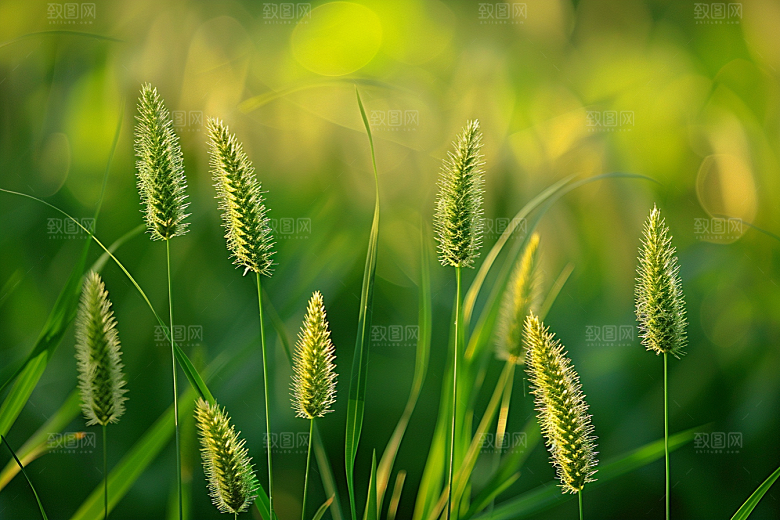 狗尾巴草夏天高清摄影图