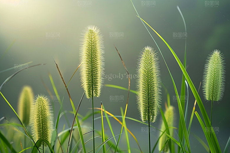 狗尾巴草蓝天白玉青草摄影图