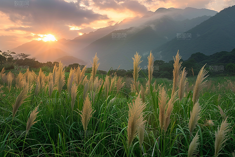狗尾巴草草地清新摄影图