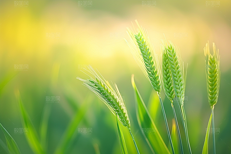 狗尾巴草草场蓝天白玉摄影图