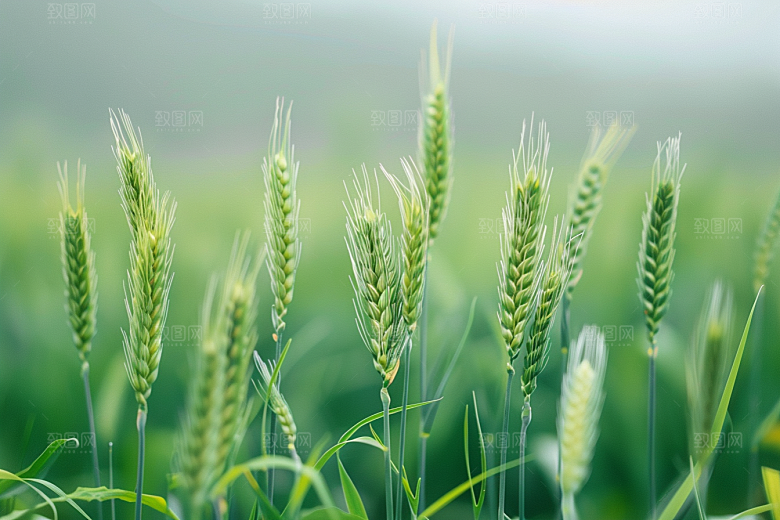 狗尾巴草夏季青草摄影图