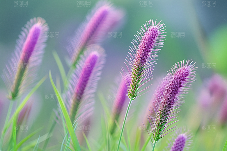 狗尾巴草青草草场摄影图
