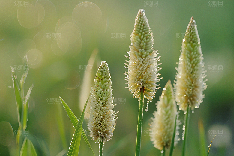 狗尾巴草草原自然摄影图