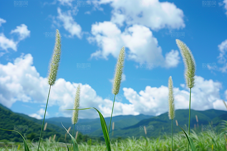 狗尾巴草草地草场摄影图