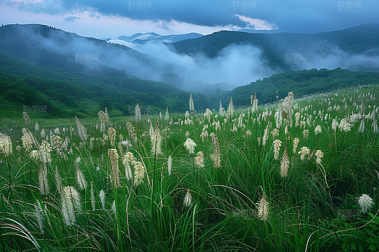 狗尾巴草夏季草场摄影图