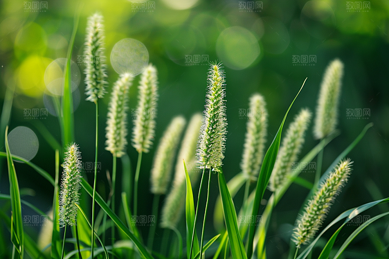 狗尾巴草夏季绿草摄影图