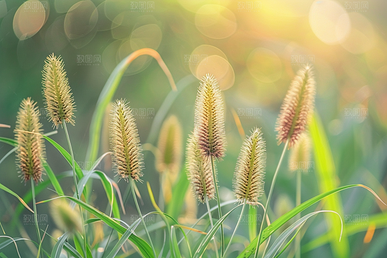 狗尾巴草绿色夏季摄影图