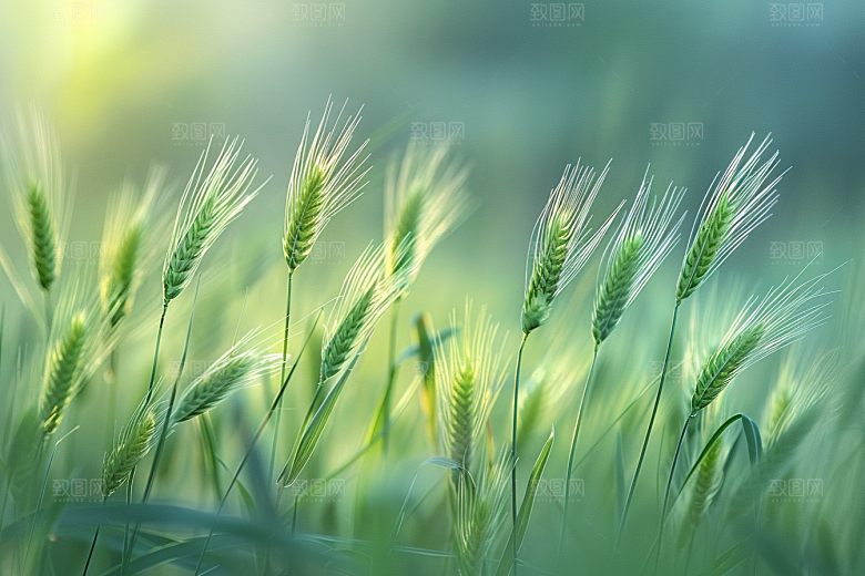 狗尾巴草自然高清摄影图