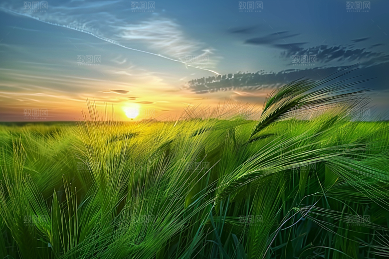 狗尾巴草夏天绿色摄影图