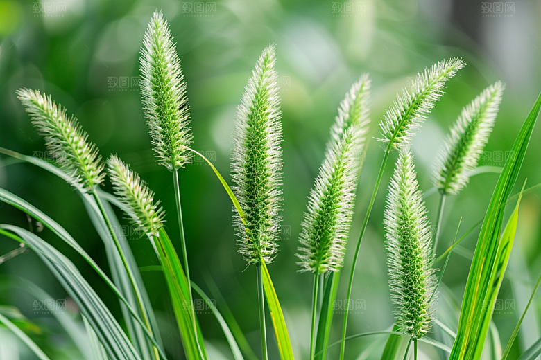 狗尾巴草草场夏季摄影图